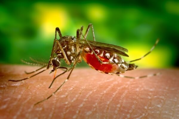 Você tem se protegido contra a Dengue? - HSF